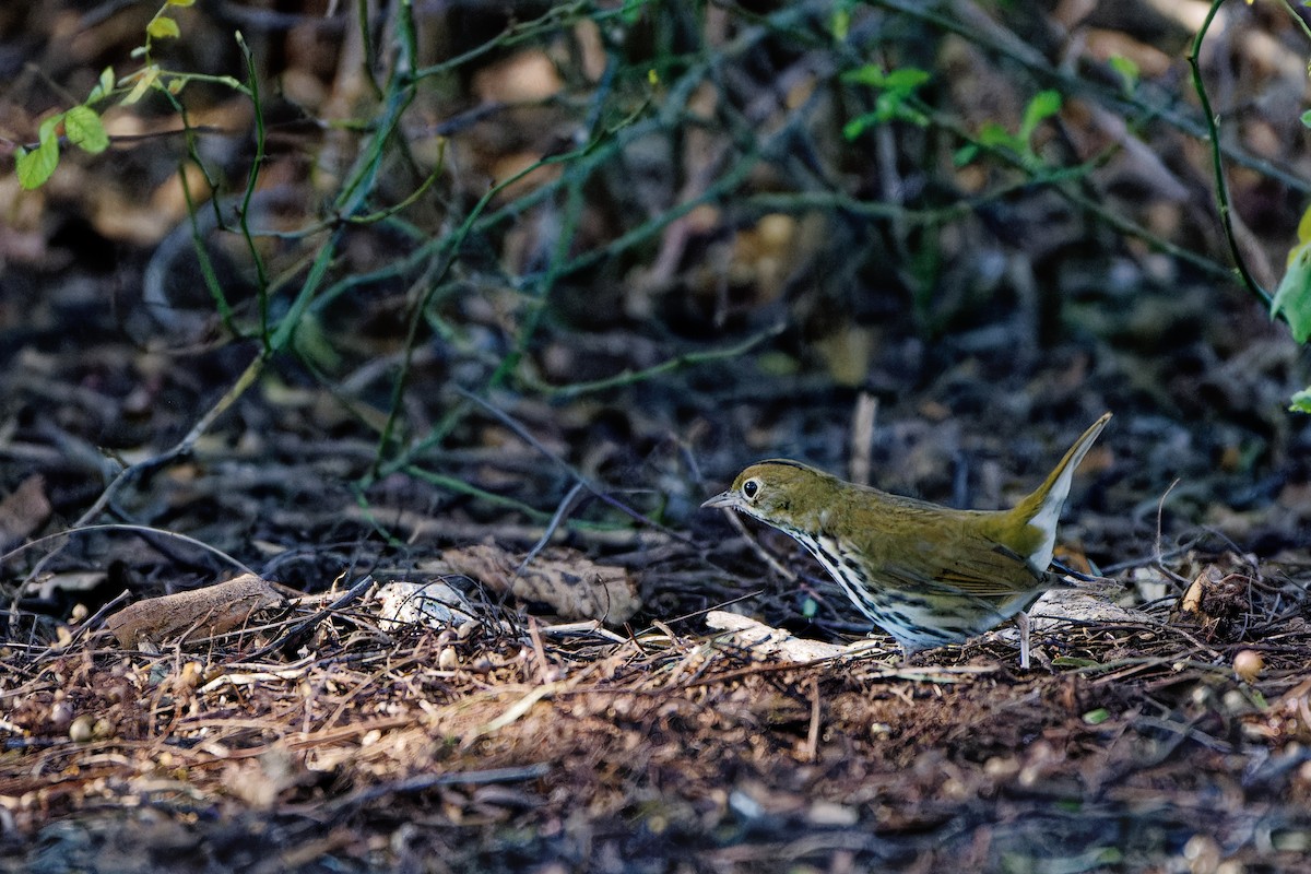 Ovenbird - ML646723022