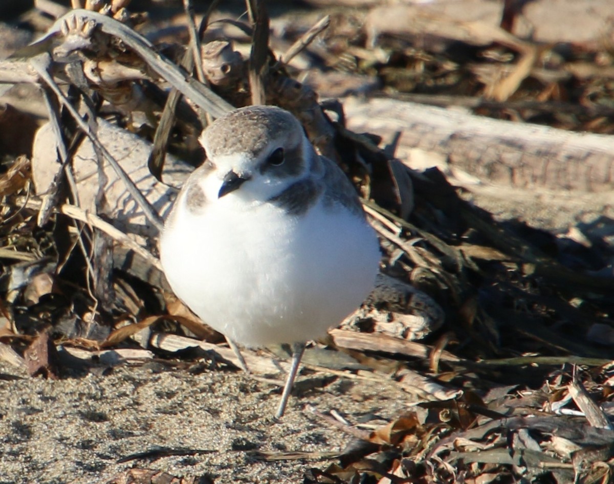 Snowy Plover - ML646723023