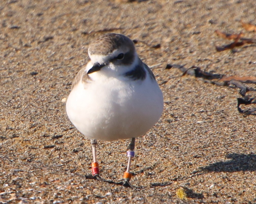 Snowy Plover - ML646723024