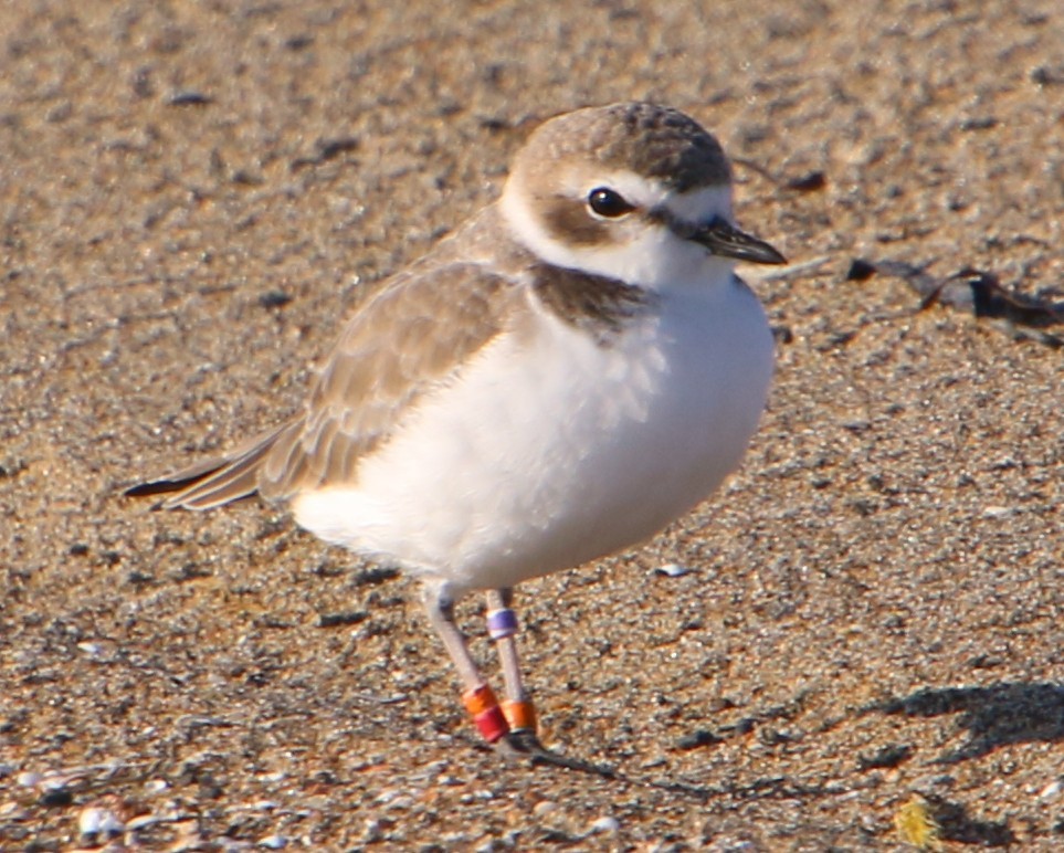 Snowy Plover - ML646723025