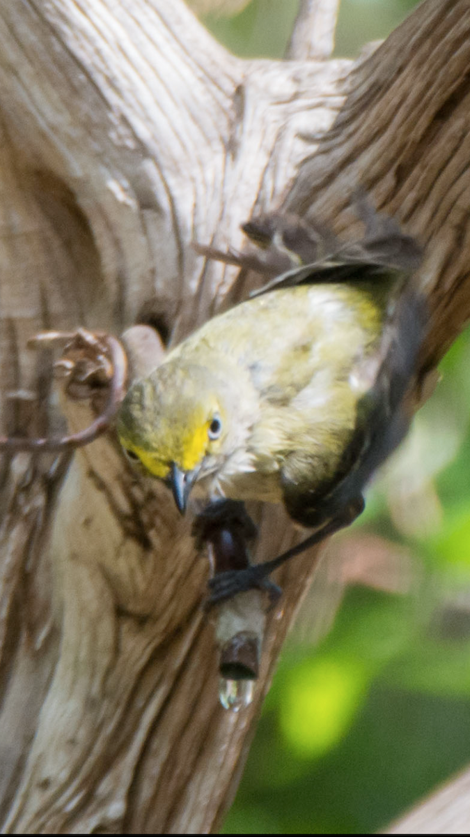 ויראו לבן-עין - ML646723026