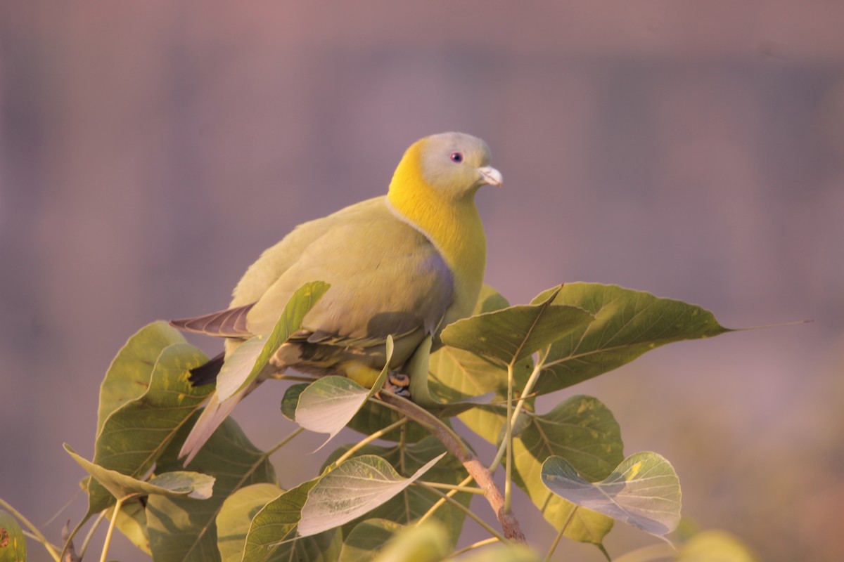 kragegrønndue - ML646723027