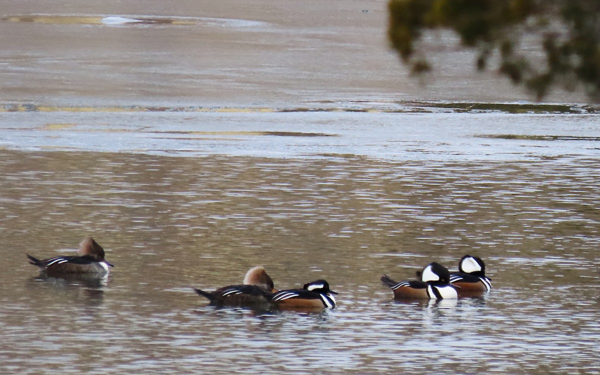 Zerra buruhandia - ML646723028