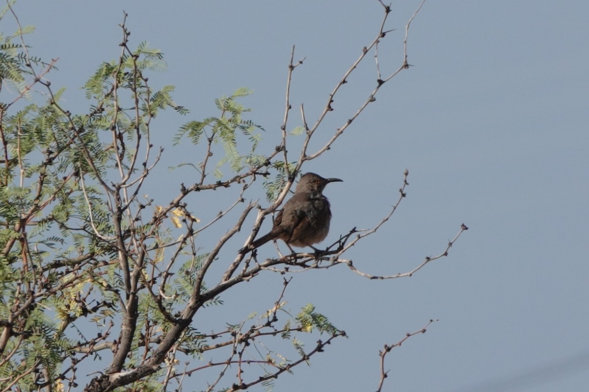 Curve-billed Thrasher (curvirostre Group) - ML646723029