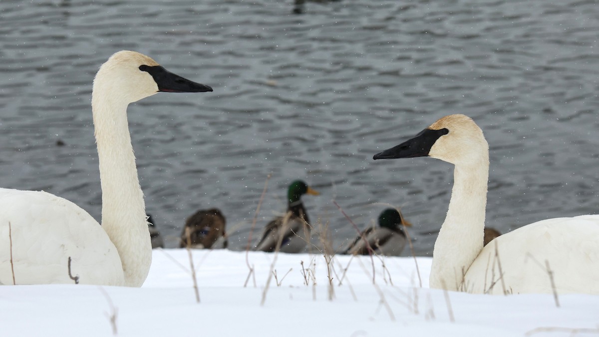 Лебедь-трубач - ML646723030