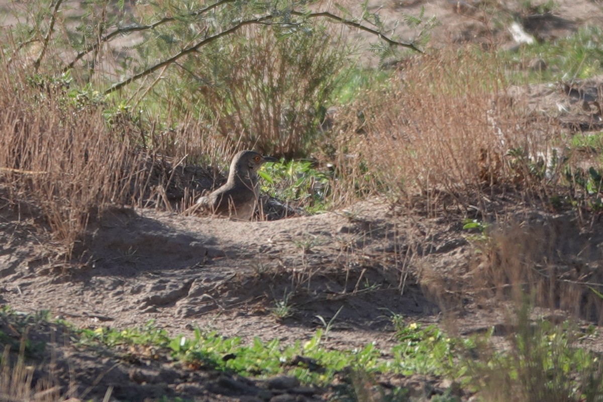 Curve-billed Thrasher (curvirostre Group) - ML646723031