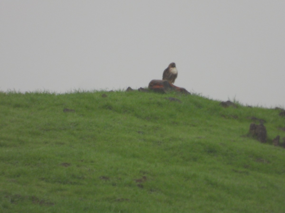 Rotschwanzbussard - ML646723032