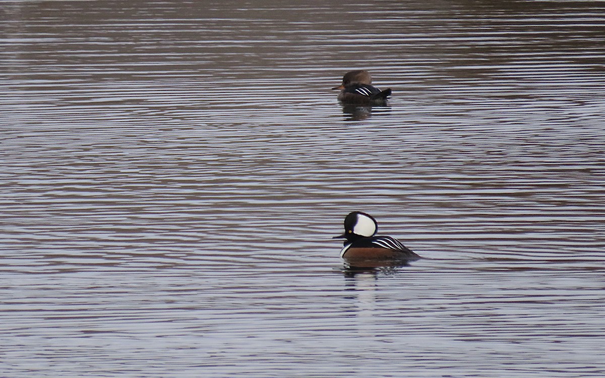 Zerra buruhandia - ML646723034