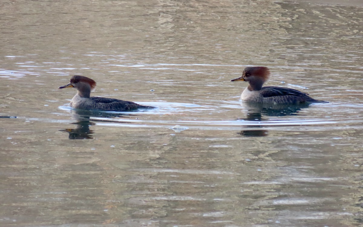 Zerra buruhandia - ML646723036