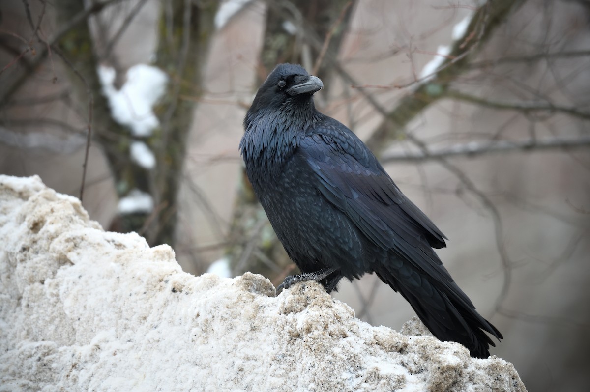 Erroi handia - ML646723039