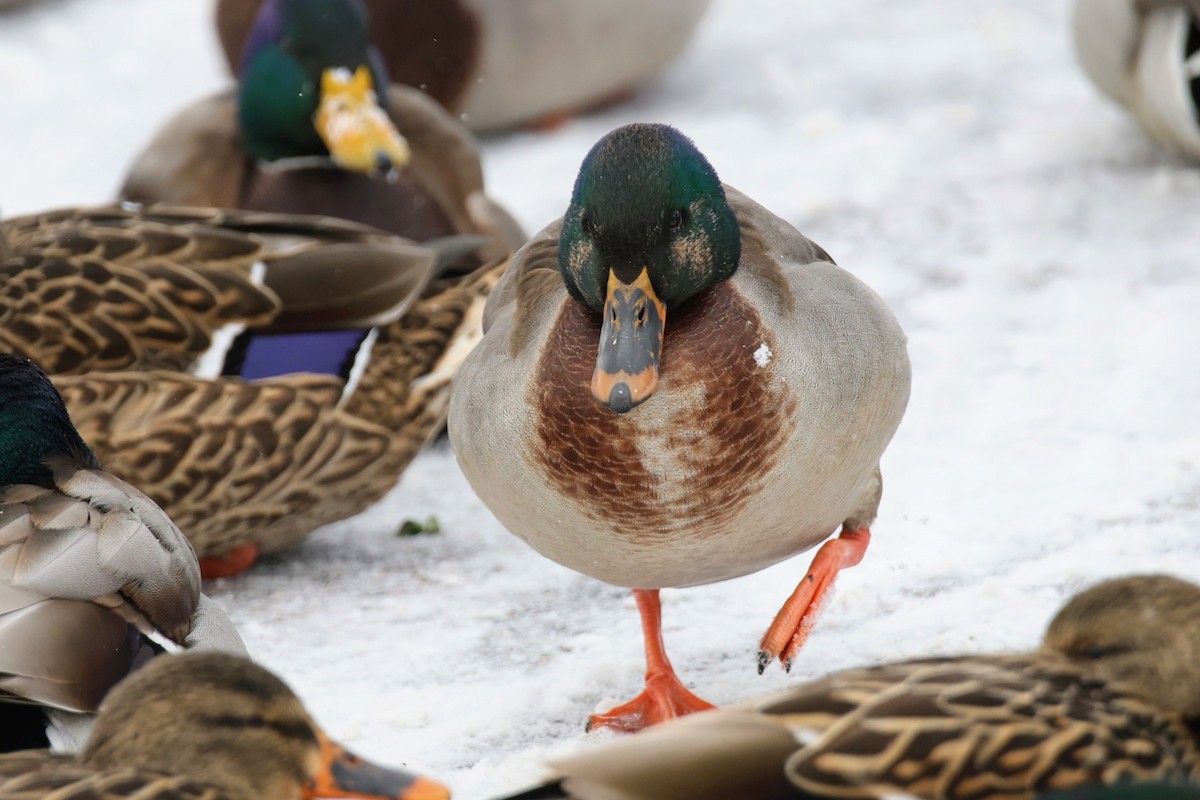 Кряква - ML646723040