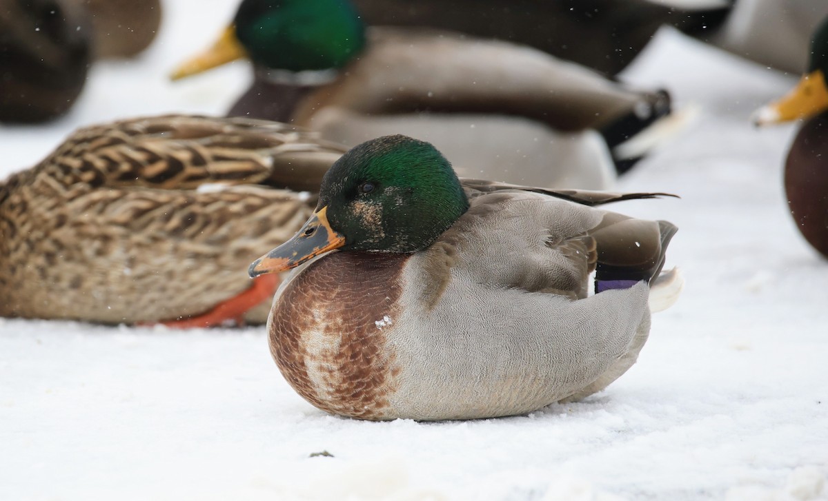 Кряква - ML646723041