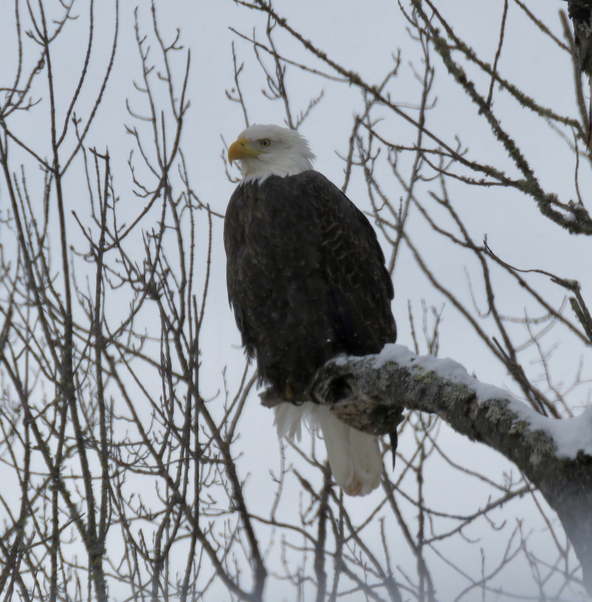 Орлан білоголовий - ML646723043