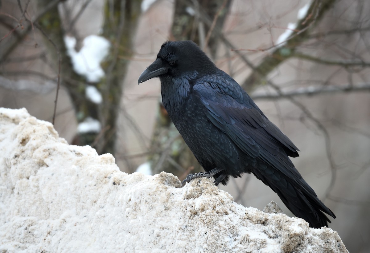 Erroi handia - ML646723044