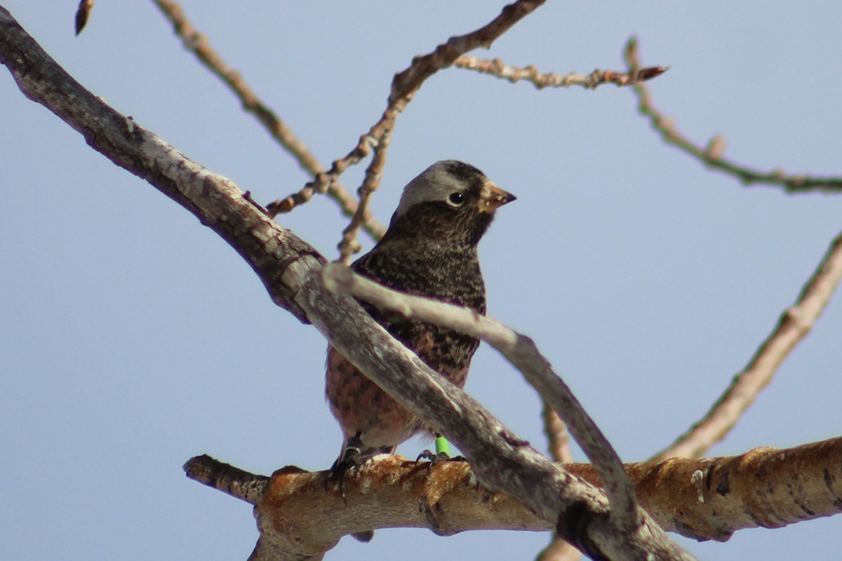 Black Rosy-Finch - ML646723046