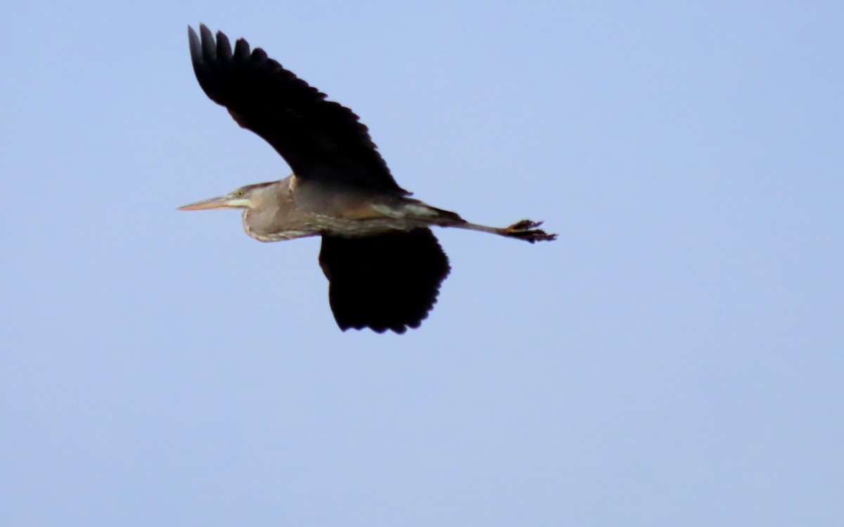 herodiashegre - ML646723047