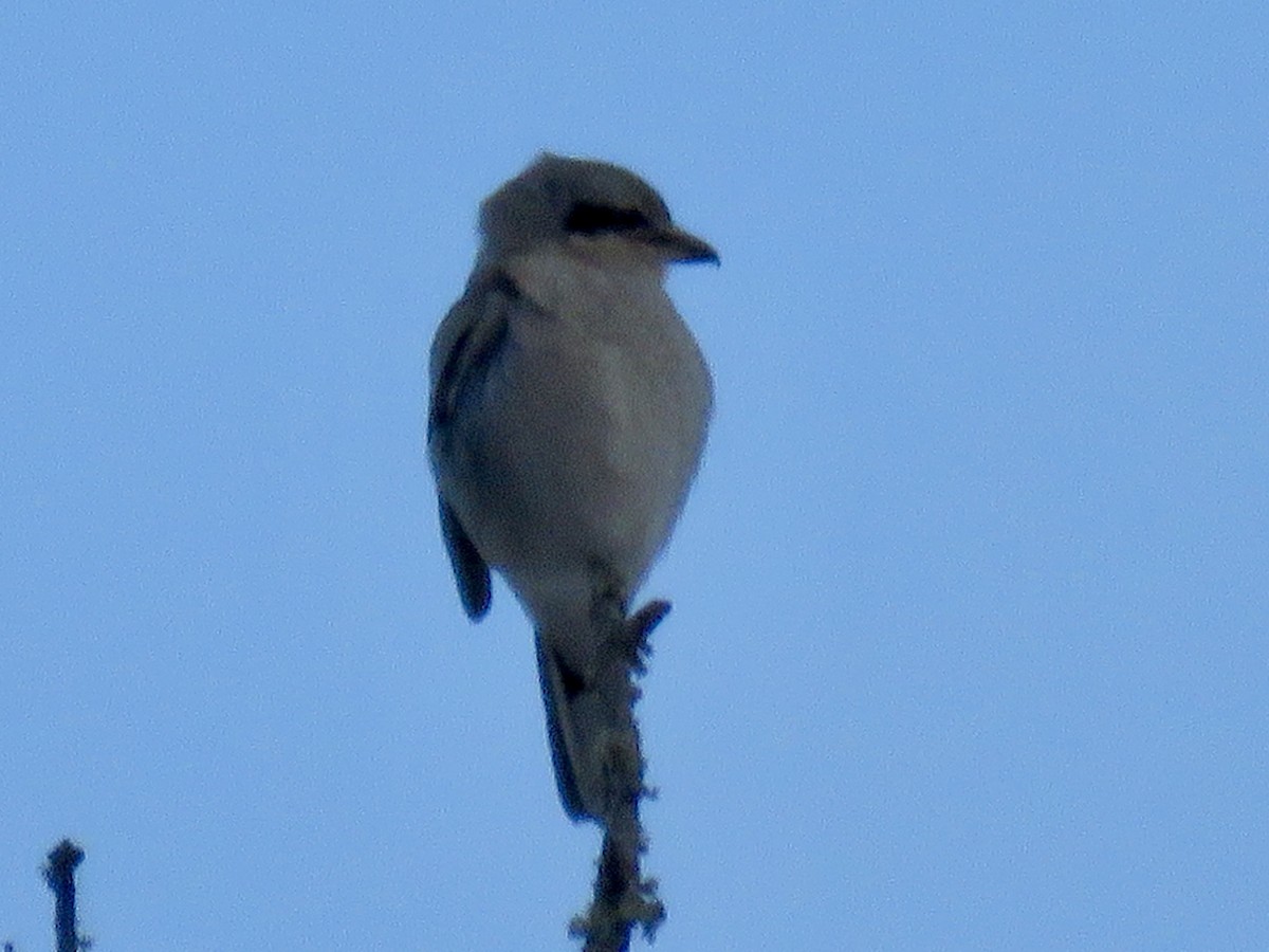 Сорокопуд північний - ML646723050