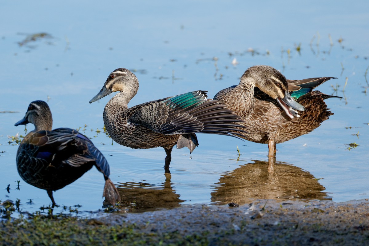Pacific Black Duck - ML646723053