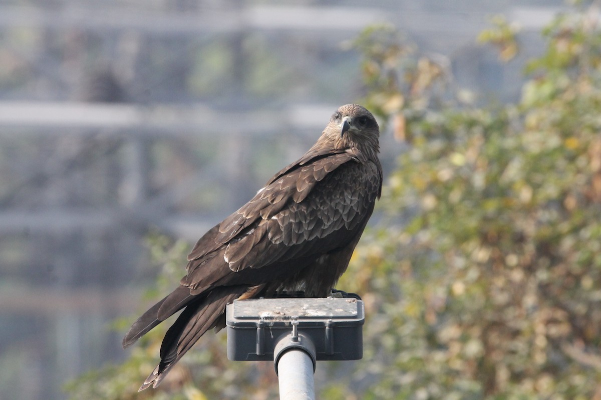 svartglente - ML646723054