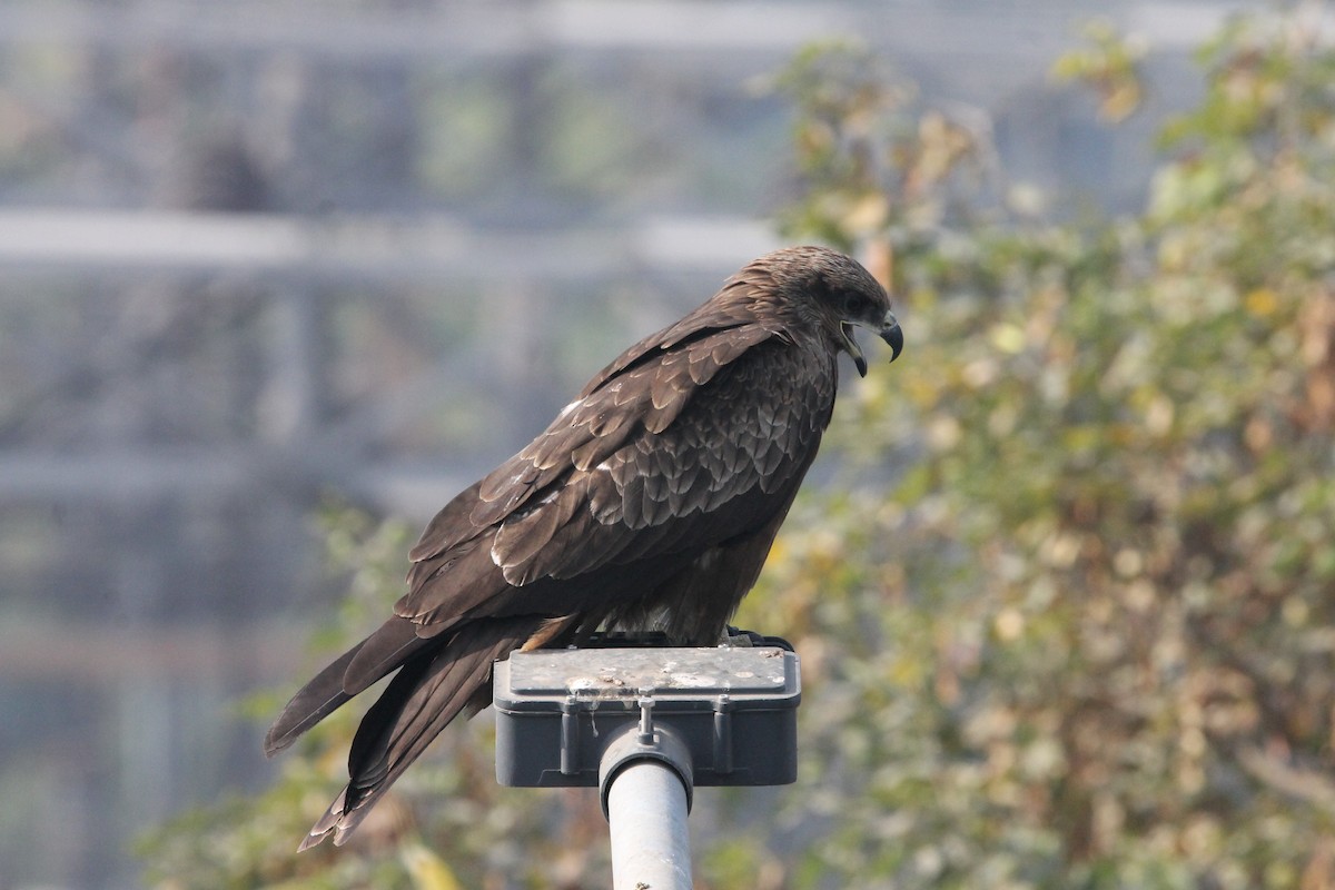 svartglente - ML646723055