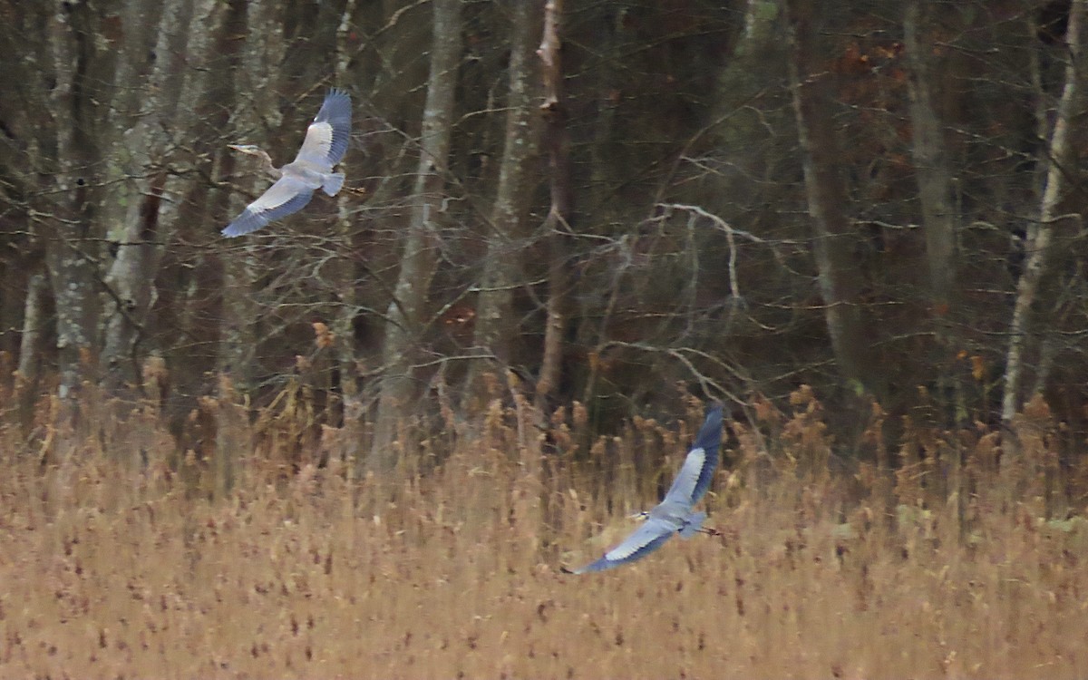 herodiashegre - ML646723056