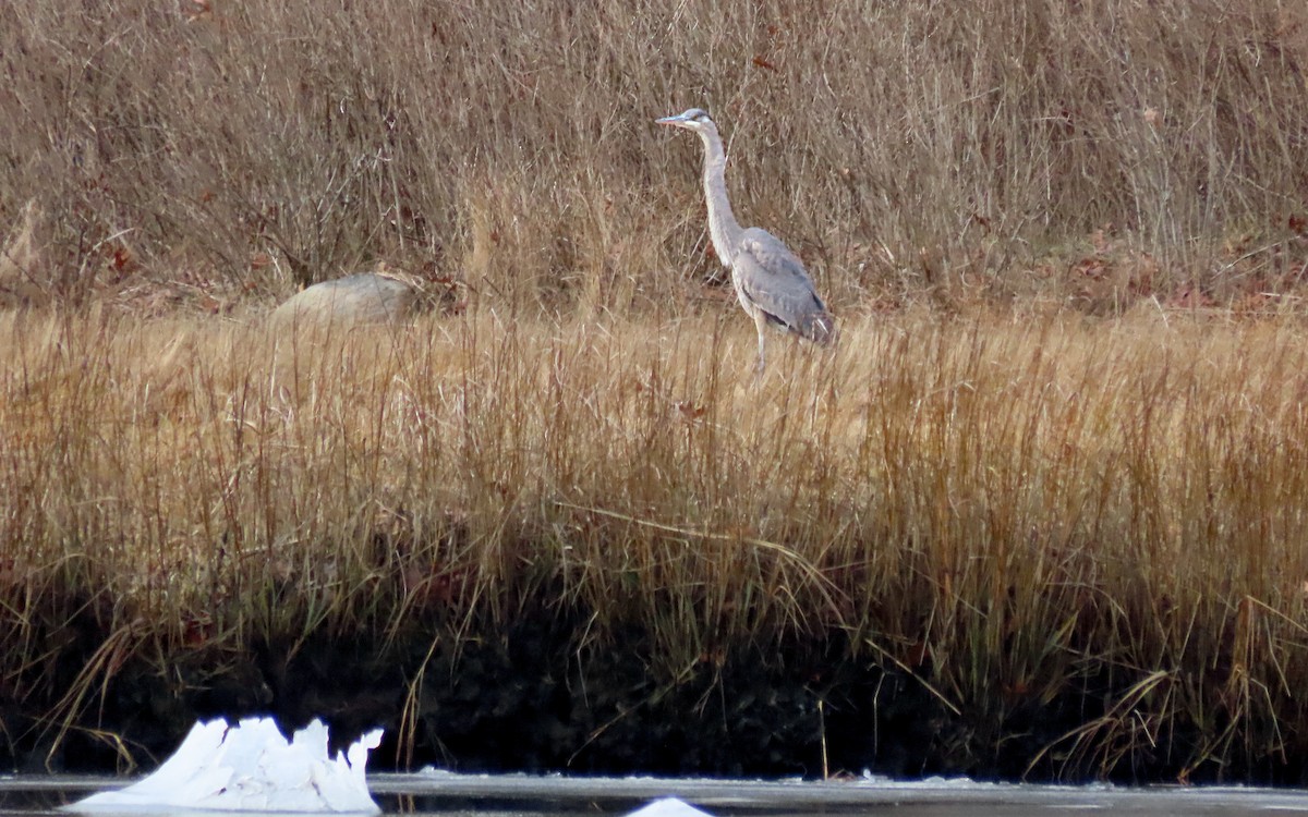 herodiashegre - ML646723058