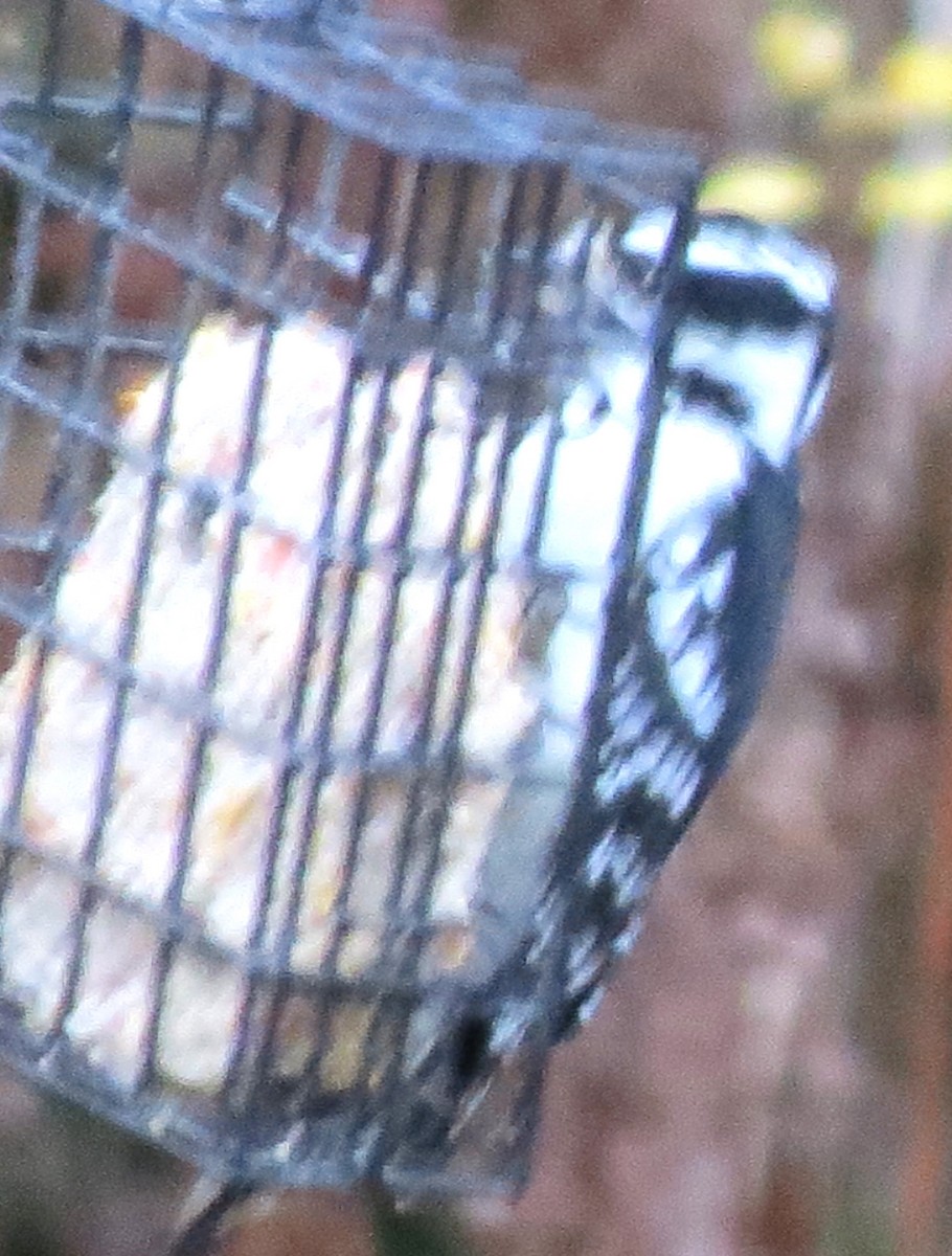 Downy Woodpecker - ML646723059