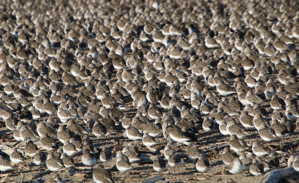 Western Sandpiper - ML646723061