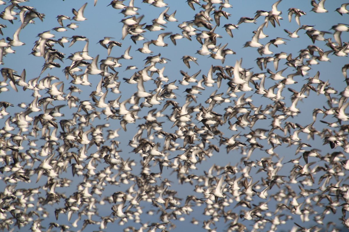 Western Sandpiper - ML646723065