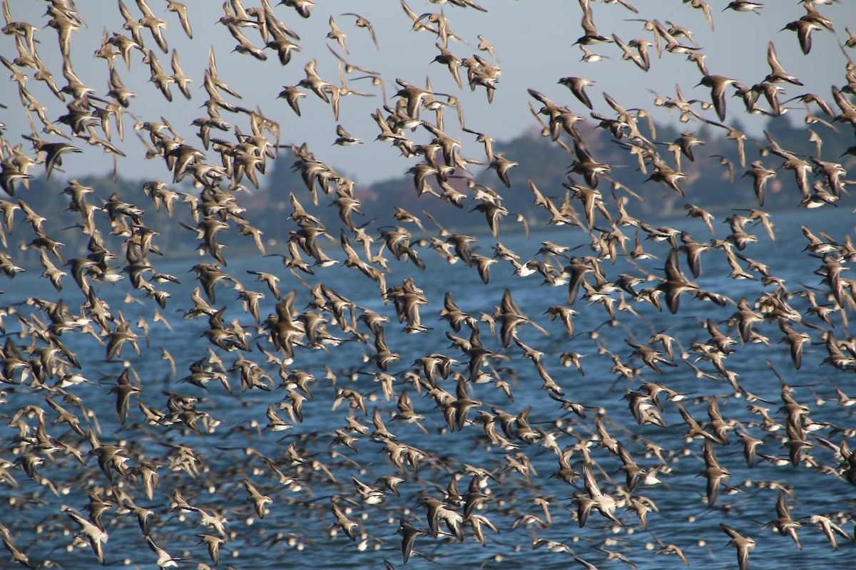 Western Sandpiper - ML646723066