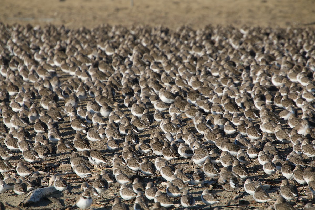 Western Sandpiper - ML646723067