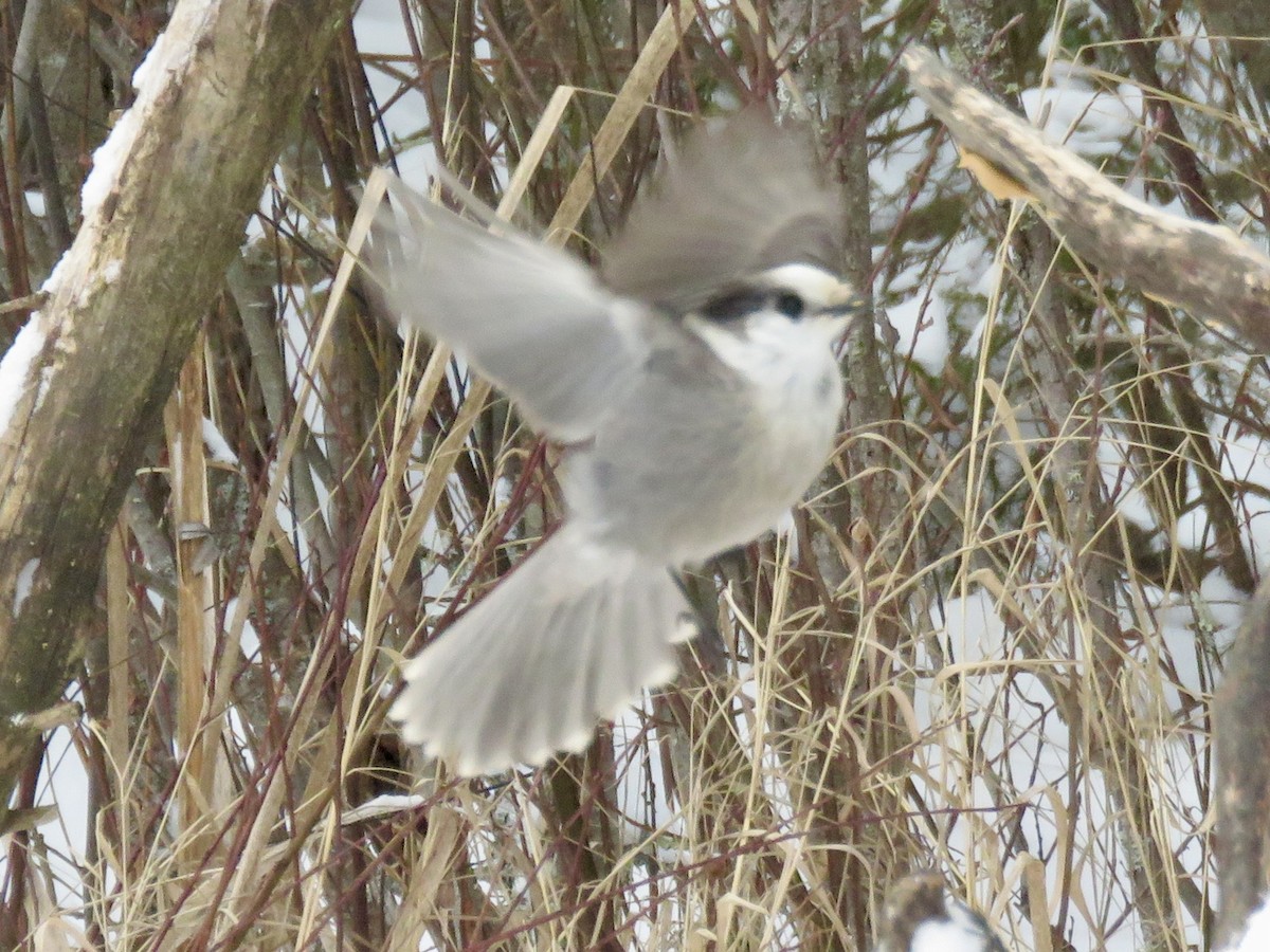 Кукша канадська [група canadensis] - ML646723068