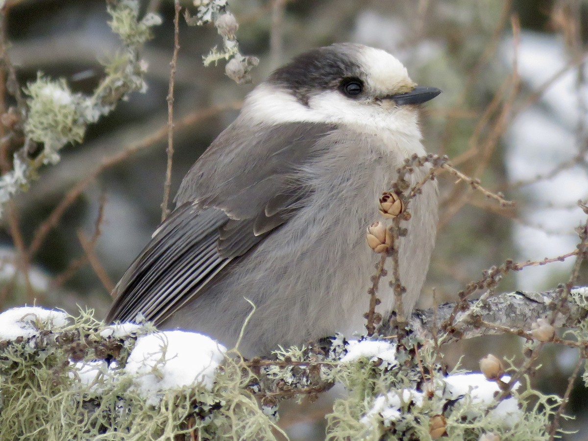 Кукша канадська [група canadensis] - ML646723069
