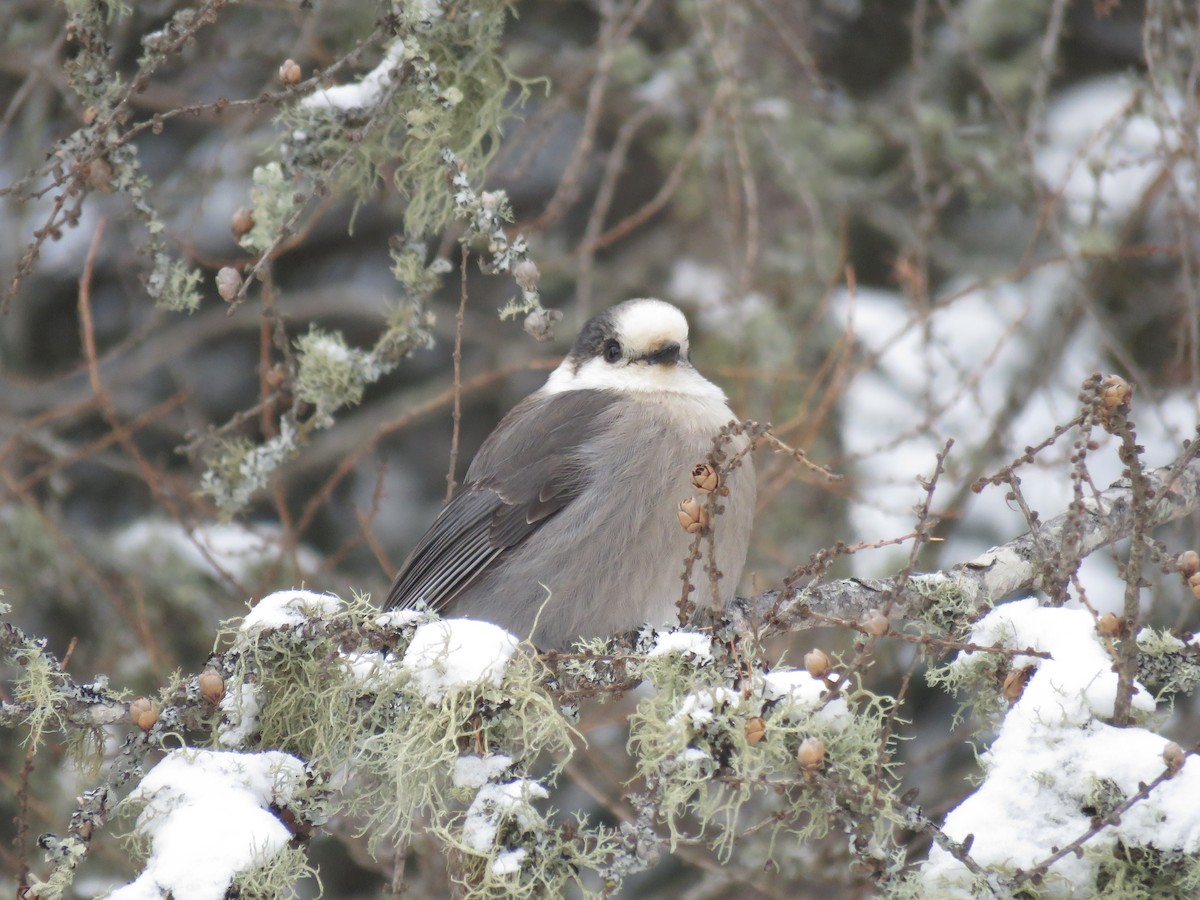 Кукша канадська [група canadensis] - ML646723070