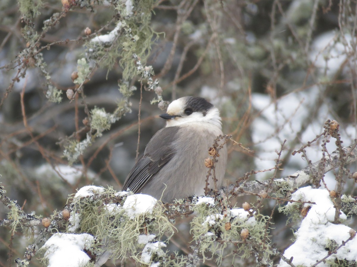 Кукша канадська [група canadensis] - ML646723071
