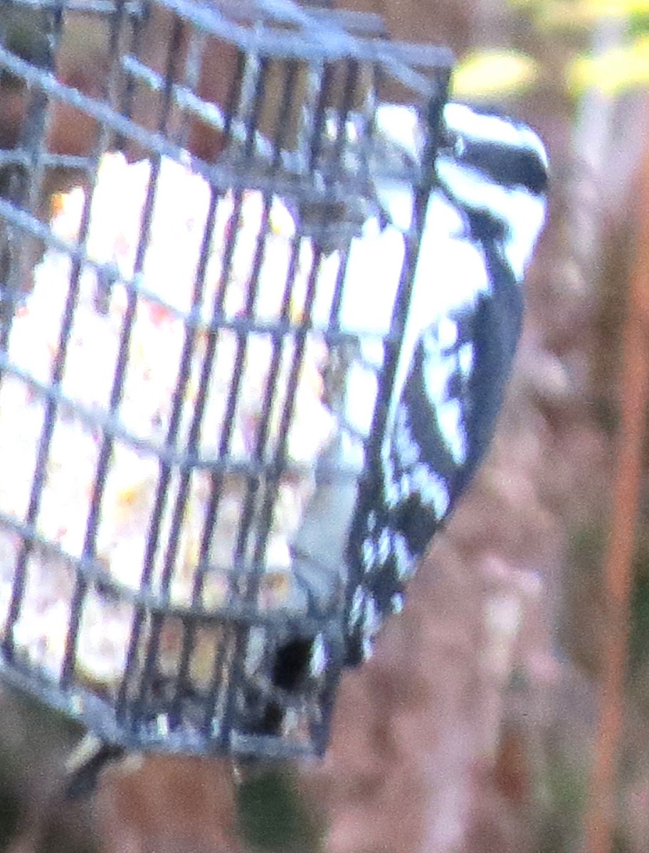 Downy Woodpecker - ML646723072