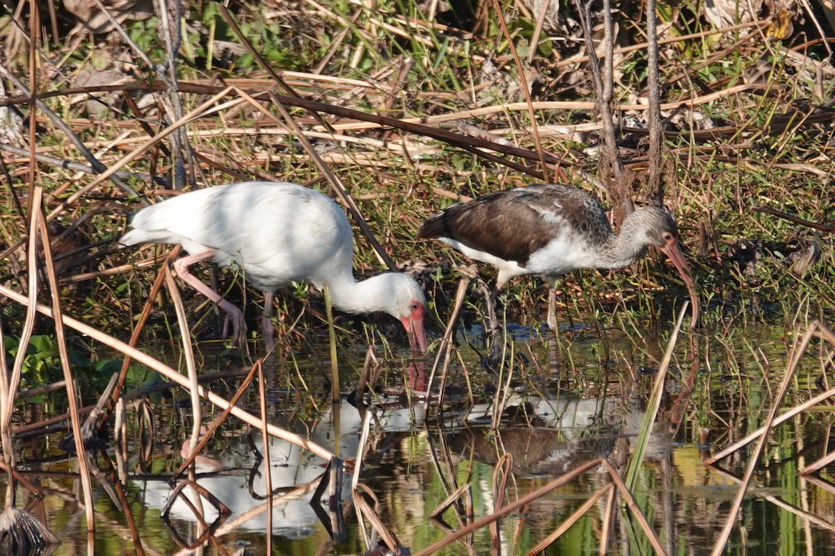 White Ibis - ML646723073