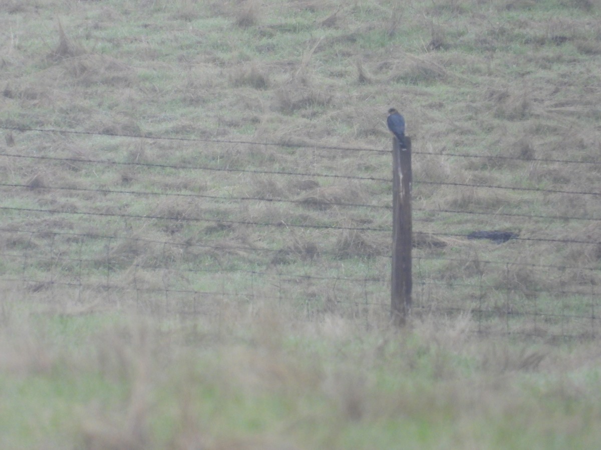 Merlin - ML646723077