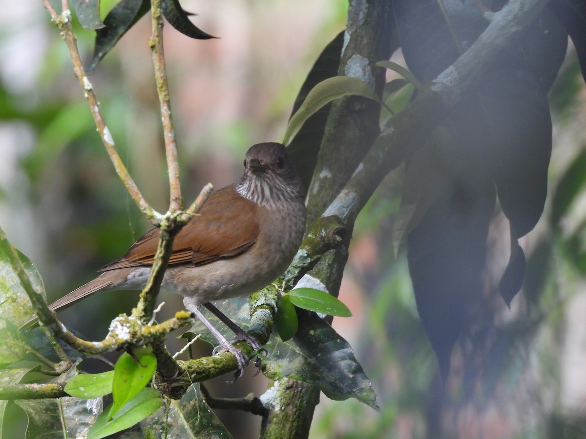 Zorzal Sabiá - ML646723078