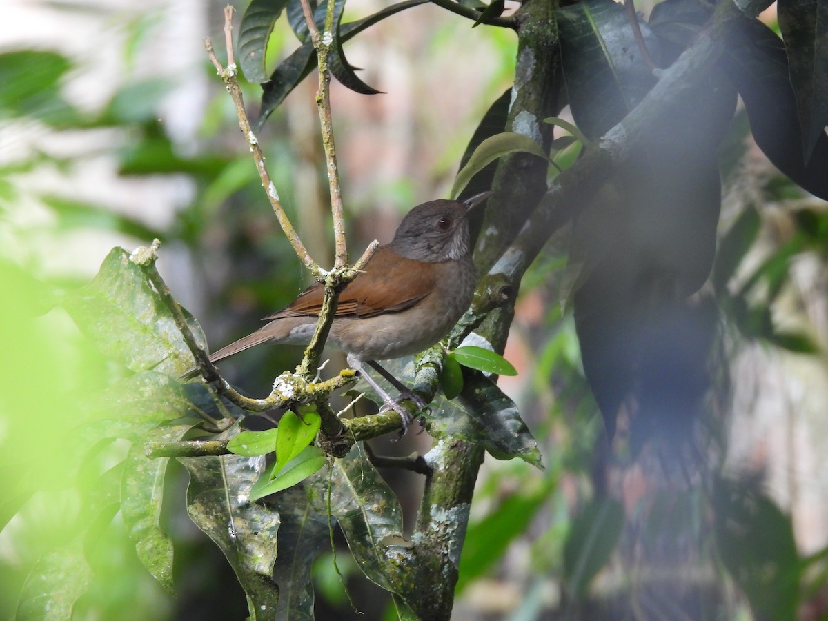 Zorzal Sabiá - ML646723079