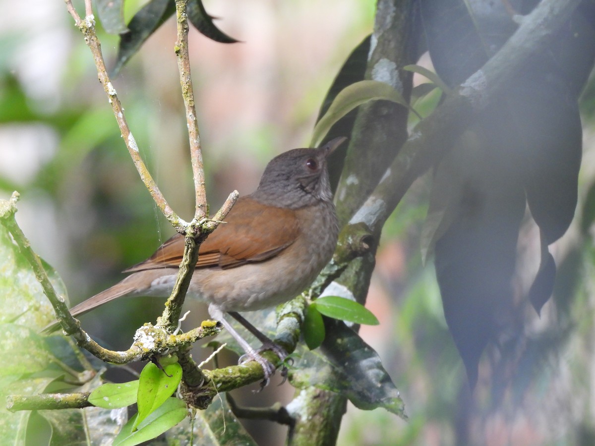 Zorzal Sabiá - ML646723080