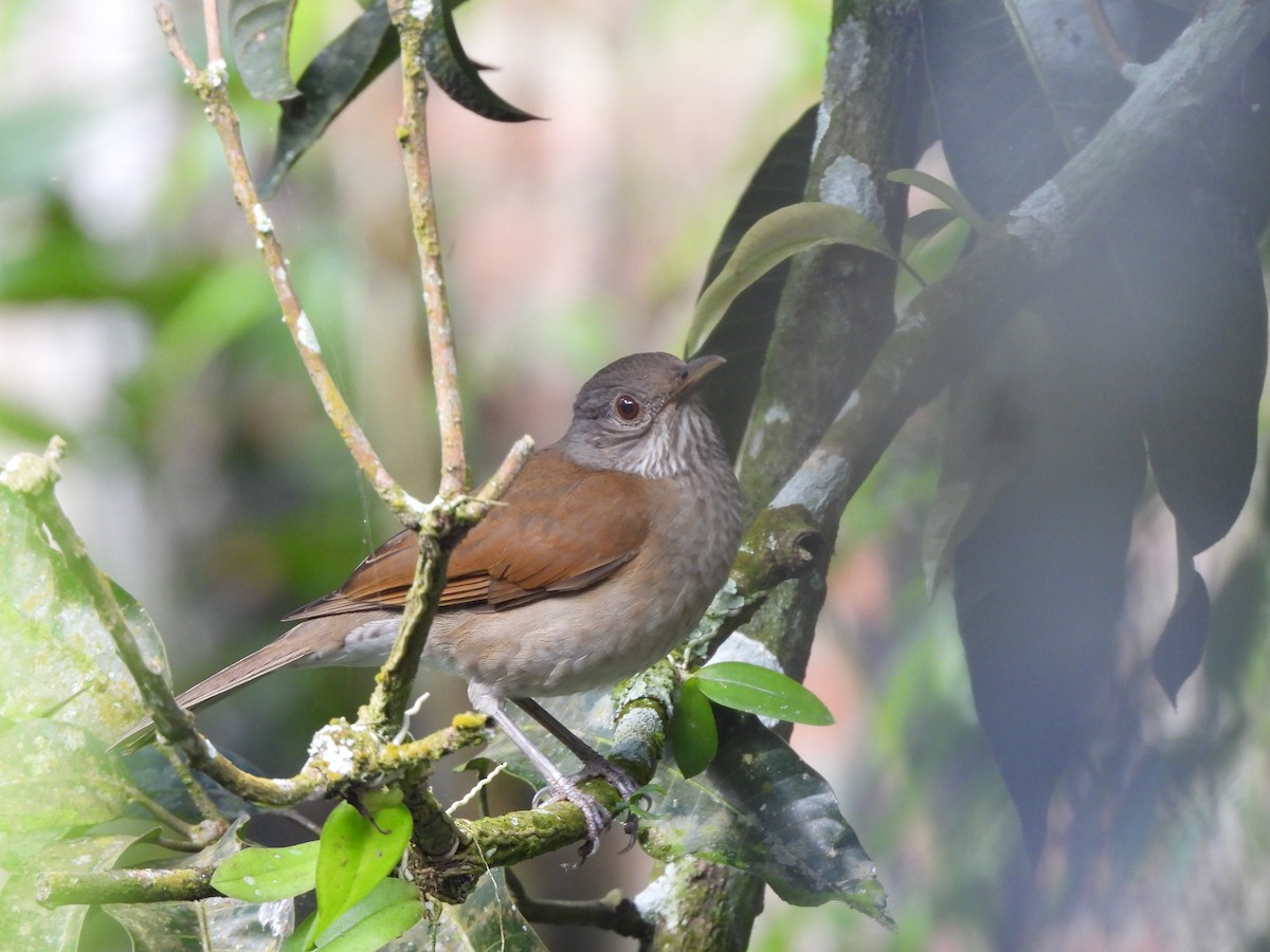 Zorzal Sabiá - ML646723081