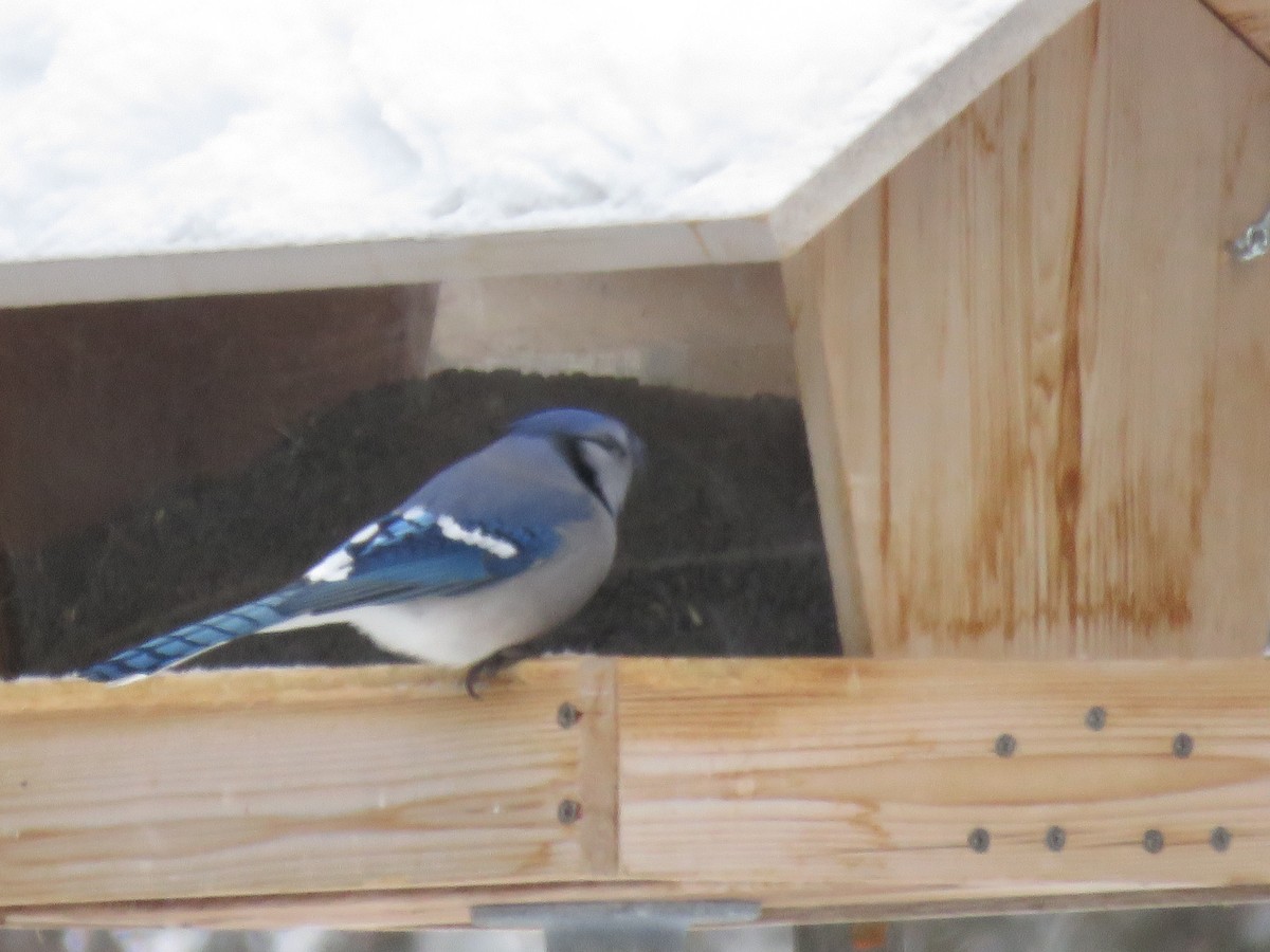 Blue Jay - ML646723082