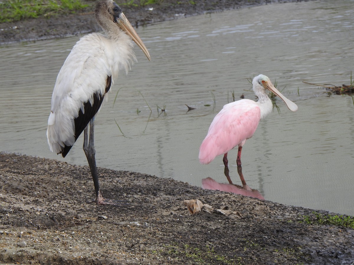 Tantale d'Amérique - ML646723085