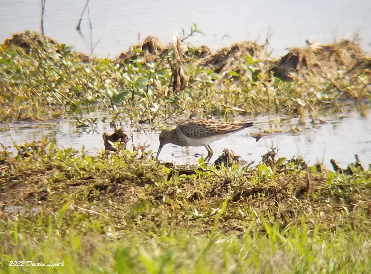 Çizgili Kumkuşu - ML646723091