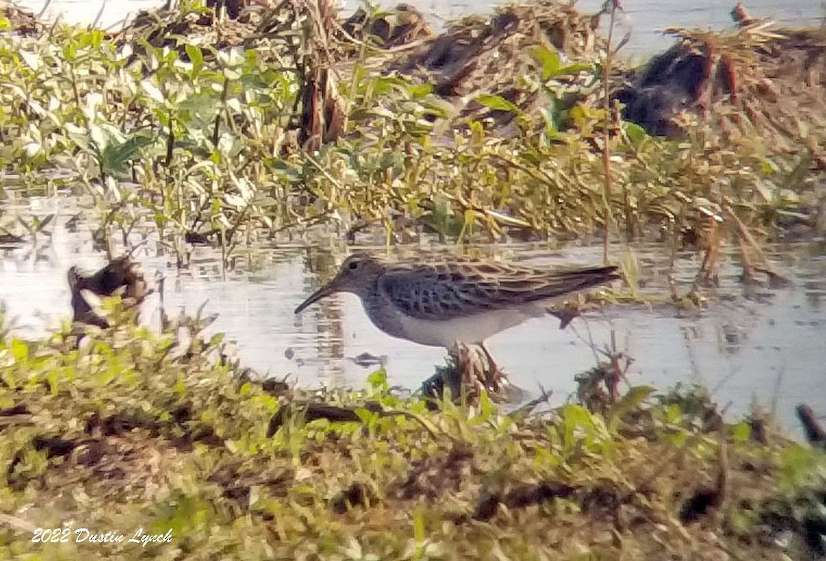 Çizgili Kumkuşu - ML646723092