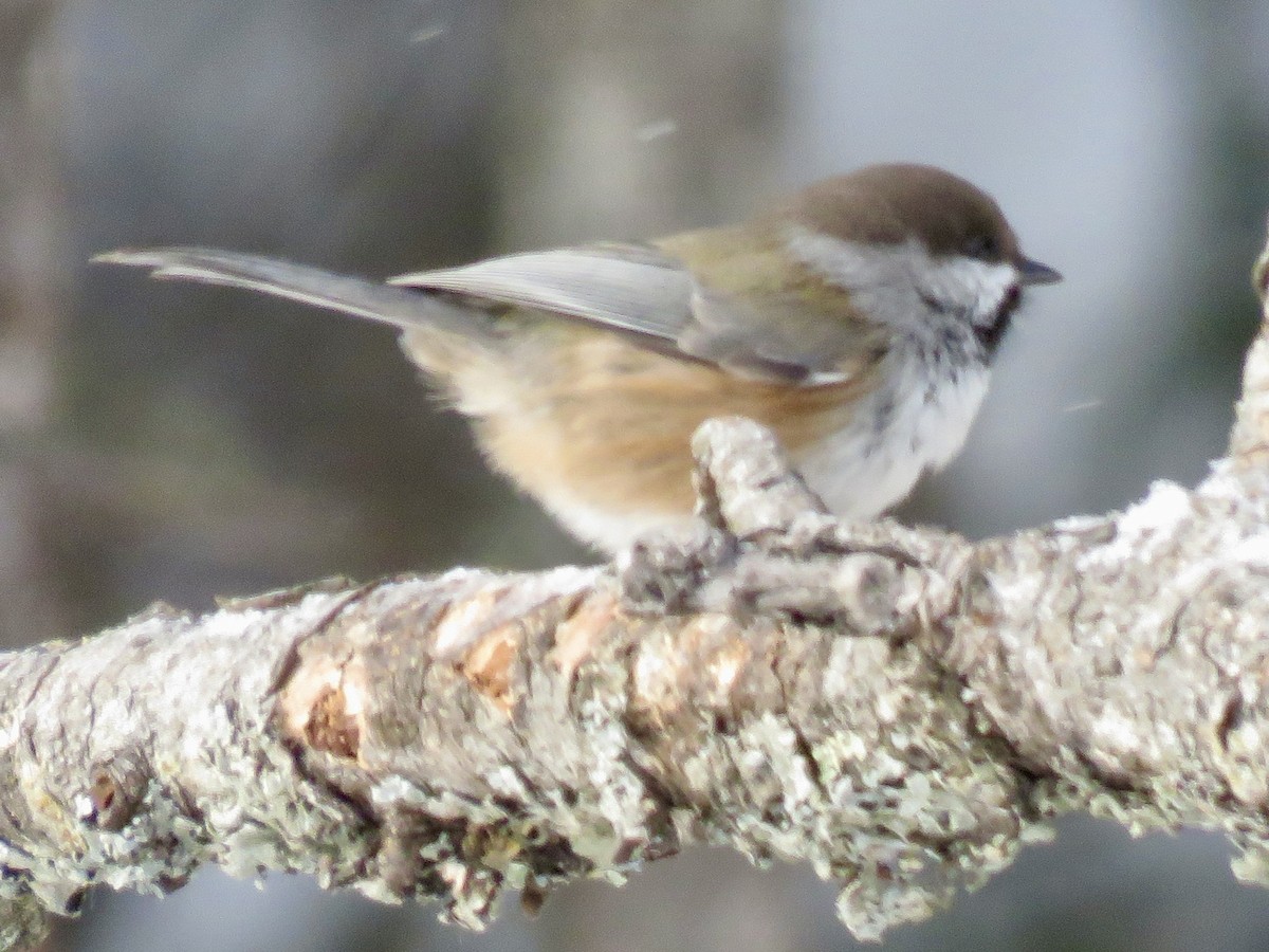 Гаїчка канадська - ML646723093