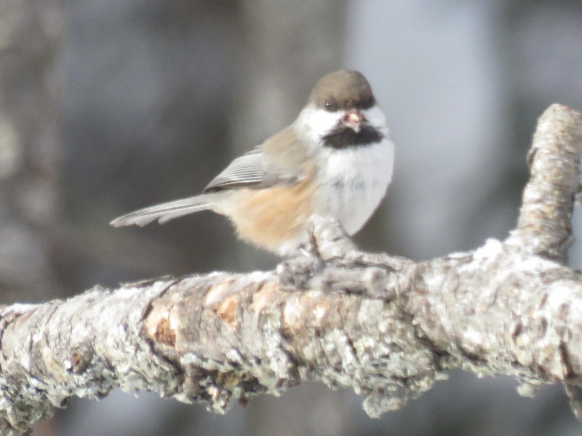 Гаїчка канадська - ML646723094