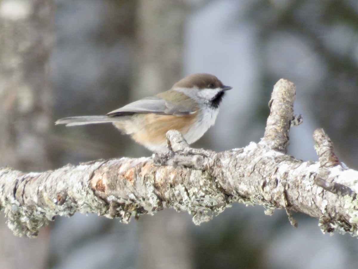 Гаїчка канадська - ML646723095