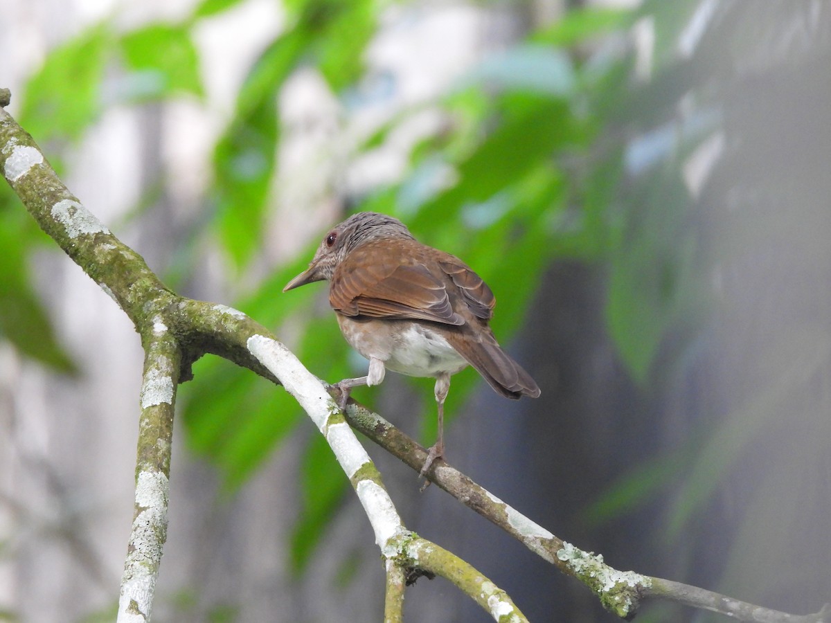 Zorzal Sabiá - ML646723098